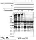 Fig. 18 - NOVEL COMPOUNDS PHOTO-CROSSLINKED BY VISIBLE LIGHT AND USES THEREOF