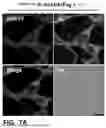 Fig. 20 - NOVEL COMPOUNDS PHOTO-CROSSLINKED BY VISIBLE LIGHT AND USES THEREOF