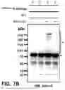 Fig. 21 - NOVEL COMPOUNDS PHOTO-CROSSLINKED BY VISIBLE LIGHT AND USES THEREOF