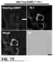 Fig. 24 - NOVEL COMPOUNDS PHOTO-CROSSLINKED BY VISIBLE LIGHT AND USES THEREOF