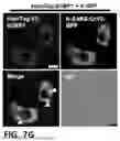 Fig. 25 - NOVEL COMPOUNDS PHOTO-CROSSLINKED BY VISIBLE LIGHT AND USES THEREOF