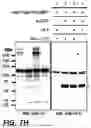 Fig. 26 - NOVEL COMPOUNDS PHOTO-CROSSLINKED BY VISIBLE LIGHT AND USES THEREOF