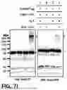 Fig. 27 - NOVEL COMPOUNDS PHOTO-CROSSLINKED BY VISIBLE LIGHT AND USES THEREOF