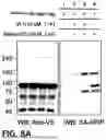 Fig. 28 - NOVEL COMPOUNDS PHOTO-CROSSLINKED BY VISIBLE LIGHT AND USES THEREOF