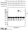 Fig. 30 - NOVEL COMPOUNDS PHOTO-CROSSLINKED BY VISIBLE LIGHT AND USES THEREOF