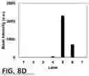 Fig. 31 - NOVEL COMPOUNDS PHOTO-CROSSLINKED BY VISIBLE LIGHT AND USES THEREOF