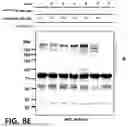 Fig. 32 - NOVEL COMPOUNDS PHOTO-CROSSLINKED BY VISIBLE LIGHT AND USES THEREOF