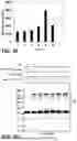 Fig. 33 - NOVEL COMPOUNDS PHOTO-CROSSLINKED BY VISIBLE LIGHT AND USES THEREOF