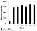 Fig. 34 - NOVEL COMPOUNDS PHOTO-CROSSLINKED BY VISIBLE LIGHT AND USES THEREOF