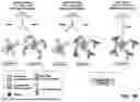 Fig. 36 - NOVEL COMPOUNDS PHOTO-CROSSLINKED BY VISIBLE LIGHT AND USES THEREOF