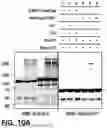 Fig. 37 - NOVEL COMPOUNDS PHOTO-CROSSLINKED BY VISIBLE LIGHT AND USES THEREOF