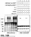 Fig. 38 - NOVEL COMPOUNDS PHOTO-CROSSLINKED BY VISIBLE LIGHT AND USES THEREOF