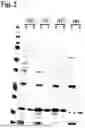 Fig. 03 - AMINO ACID SEQUENCES THAT MODULATE THE INTERACTION BETWEEN CELLS OF THE IMMUNE SYSTEM