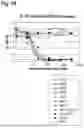 Fig. 20 - AMINO ACID SEQUENCES THAT MODULATE THE INTERACTION BETWEEN CELLS OF THE IMMUNE SYSTEM