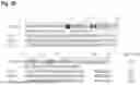 Fig. 41 - AMINO ACID SEQUENCES THAT MODULATE THE INTERACTION BETWEEN CELLS OF THE IMMUNE SYSTEM