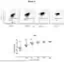 Fig. 05 - METHOD FOR LARGE-SCALE PRODUCTION OF HUMAN ALLOSPECIFIC INDUCED-REGULATORY T CELLS WITH FUNCTIONAL STABILITY IN THE PRESENCE OF PRO-INFLAMMATORY CYTOKINES WITH THERAPEUTIC POTENTIAL IN TRANSPLANTATION