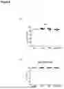 Fig. 07 - METHOD FOR LARGE-SCALE PRODUCTION OF HUMAN ALLOSPECIFIC INDUCED-REGULATORY T CELLS WITH FUNCTIONAL STABILITY IN THE PRESENCE OF PRO-INFLAMMATORY CYTOKINES WITH THERAPEUTIC POTENTIAL IN TRANSPLANTATION