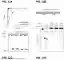 Fig. 19 - METHODS AND COMPOSITIONS FOR DETECTING A TARGET RNA