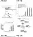 Fig. 20 - METHODS AND COMPOSITIONS FOR DETECTING A TARGET RNA