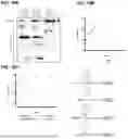 Fig. 26 - METHODS AND COMPOSITIONS FOR DETECTING A TARGET RNA