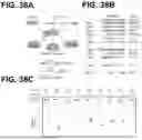 Fig. 47 - METHODS AND COMPOSITIONS FOR DETECTING A TARGET RNA