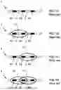 Fig. 02 - Method and Apparatus for Precisely Controlling the Size and Shape of Radiofrequency Ablations
