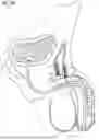 Fig. 22 - INFUSION OF DRUGS