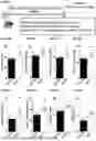 Fig. 22 - Heparin-Associated Polypeptides and Uses Thereof