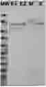 Fig. 01 - Compositions and Methods of Manufacturing Trivalent Filovirus Vaccines