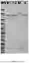Fig. 02 - Compositions and Methods of Manufacturing Trivalent Filovirus Vaccines