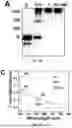 Fig. 09 - GRAPHENE OXIDE NANOPARTICLES AND METHODS OF USE FOR STIMULATING IMMUNE RESPONSES