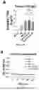 Fig. 35 - GRAPHENE OXIDE NANOPARTICLES AND METHODS OF USE FOR STIMULATING IMMUNE RESPONSES