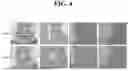 Fig. 05 - NOVEL PEPTIDE