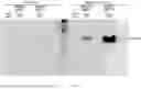 Fig. 09 - SIGNAL SEQUENCE THAT INDUCES PROTEIN SECRETION IN INTESTINAL MICROBIOME