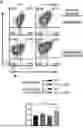 Fig. 01 - COMPOSITIONS AND METHODS OF TREATING PATHOGENIC INFECTIONS BY USING FUSION PROTEINS