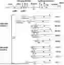 Fig. 01 - HUMAN INSULIN C-ALPHA-PEPTIDES AND METHODS OF USE