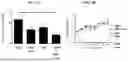 Fig. 09 - Compositions and methods comprising SFRP2 antagonists