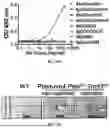 Fig. 43 - METHOD OF TREATING DISEASES USING GREMLIN1 ANTAGONISTS