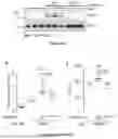 Fig. 68 - IL-11 ANTIBODIES
