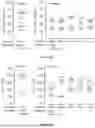 Fig. 71 - IL-11 ANTIBODIES