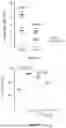 Fig. 72 - IL-11 ANTIBODIES