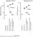 Fig. 75 - IL-11 ANTIBODIES