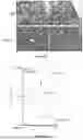 Fig. 77 - IL-11 ANTIBODIES