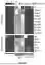Fig. 78 - IL-11 ANTIBODIES