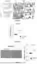 Fig. 81 - IL-11 ANTIBODIES