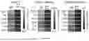 Fig. 83 - IL-11 ANTIBODIES