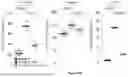 Fig. 84 - IL-11 ANTIBODIES
