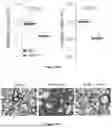 Fig. 86 - IL-11 ANTIBODIES