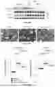 Fig. 89 - IL-11 ANTIBODIES