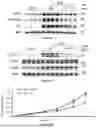 Fig. 90 - IL-11 ANTIBODIES
